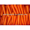 new harvested Chinese fresh vegetables baby carrots